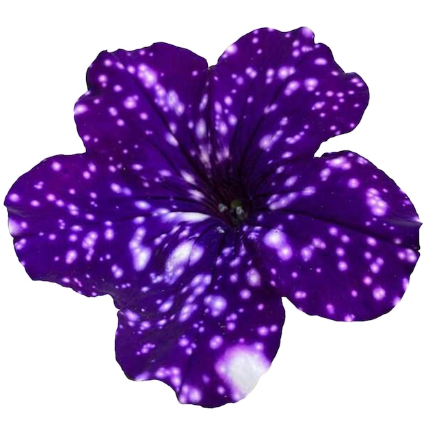 Spotted Petunia Night Sky Flowers