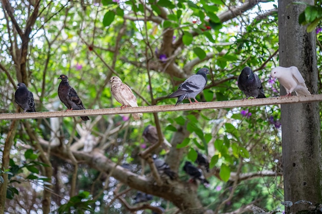 Spotted pigeon The spotted dove is a small and slightly longtailed pigeon