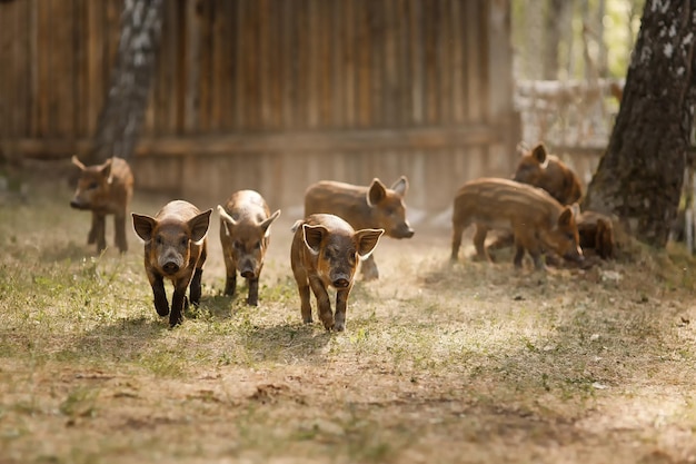 Spotted piglets running in the summer sun