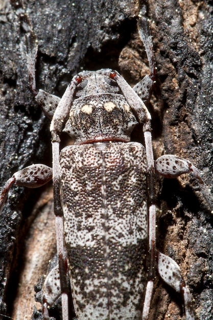 斑点を付けたパインソーヤー（Monochamus clamator）