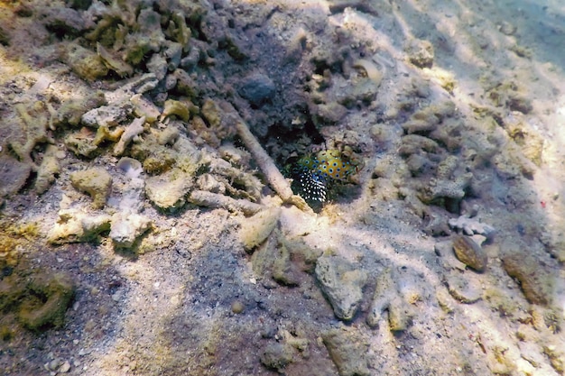 Foto ghiozzo di gamberi maculati amblyeleotris guttata sott'acqua