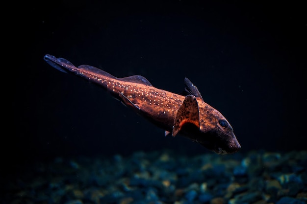 Spotted ratfish onder water in de zee