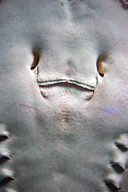 Photo spotted ray smiling face close up