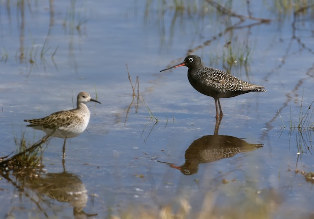 The spotted redshank (Tringa erythropus) stands in the blue water