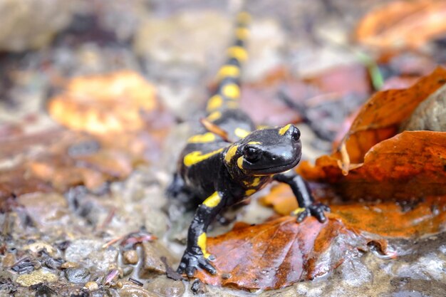 Photo spotted salamander on ground closeup