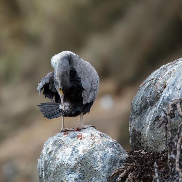 점박이 샤그(Phalacrocorax punctatus)