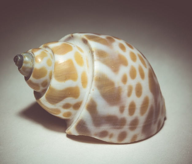 Spotted Shell Macro