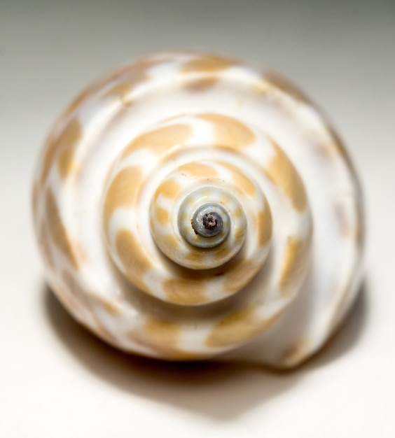 Spotted Shell Macro