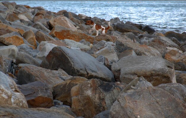 얼룩덜룩한 해안 얼룩무늬 강아지가 해변의 바위 위를 달리고 있습니다.