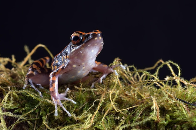 The spotted stream frog  Hylarana picturata inside a bushamphibian