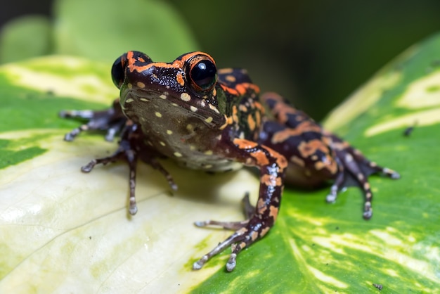 Spotted stream frog perched on a monstera leaf