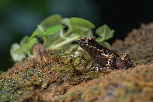 Rana di flusso macchiata nel loro ambiente hylarana picturata