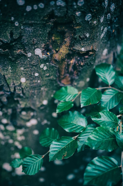 Spotted tree bark and a branch of green leaves