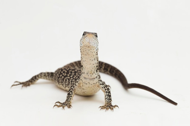 더럽혀진 나무 모니터 도마뱀 varanus similis 흰색 배경에 고립