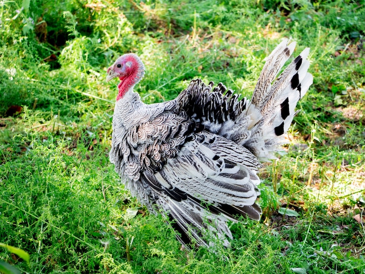 Photo spotted turkey on the grass in the farm has 