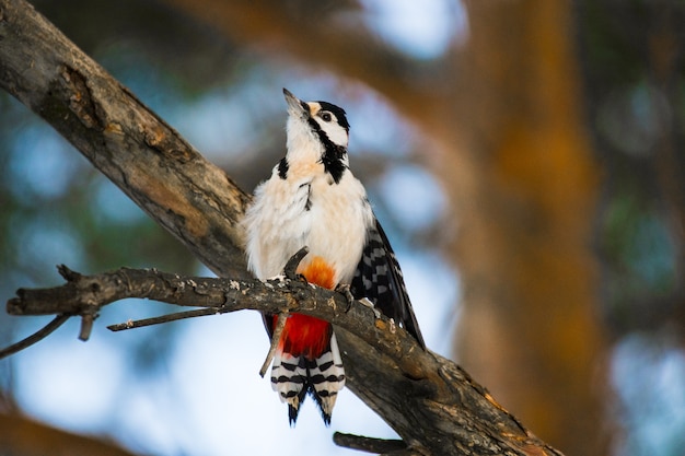 spotted woodpecker sits on a tree branch in the forest