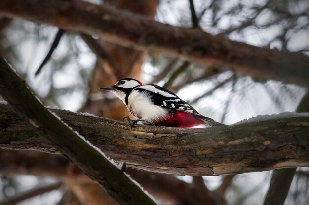 Spotted woodpecker on a tree branch.