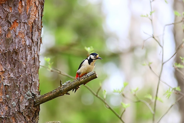 Spotted woodpecker on tree, springtime beautiful forest bird in spring