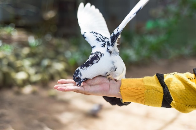 斑点のある鳩が手から穀物をついばむ