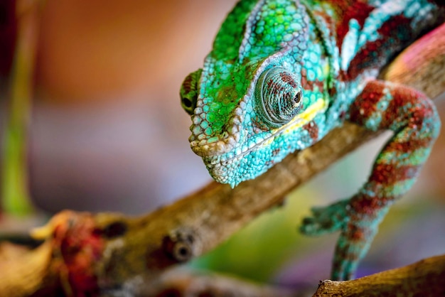 Spotty and motley lizard a chameleon with an open eye closeup in the macrophoto