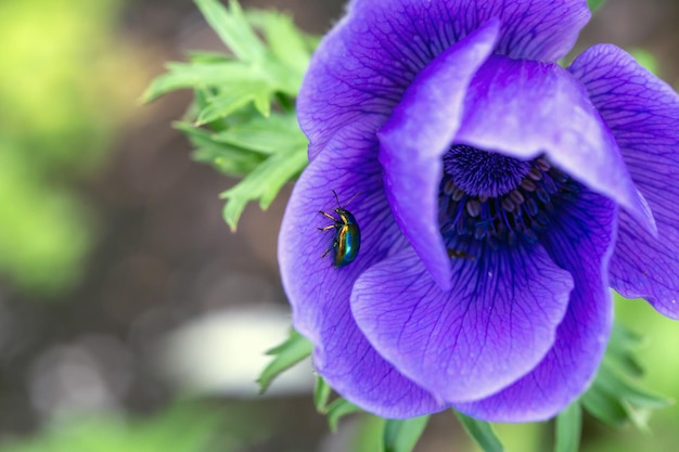 Sprankelende chrysomelide kever op blauwe anemoonblaadjes Schoonheid van de natuur