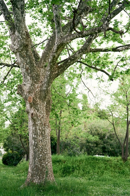 Sprawling plane tree on a green lawn in the park