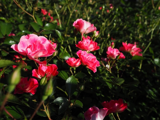 Spray pink roses beautiful delicate flowers of roses on a\
background of green leaves buds and thorns soft focus greeting card\
shooting in the golden hour blooming rose garden