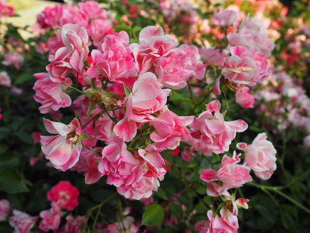 Spray pink roses beautiful delicate flowers of roses on a\
background of green leaves buds and thorns soft lighting soft focus\
fog or haze greeting card shooting in the golden hour