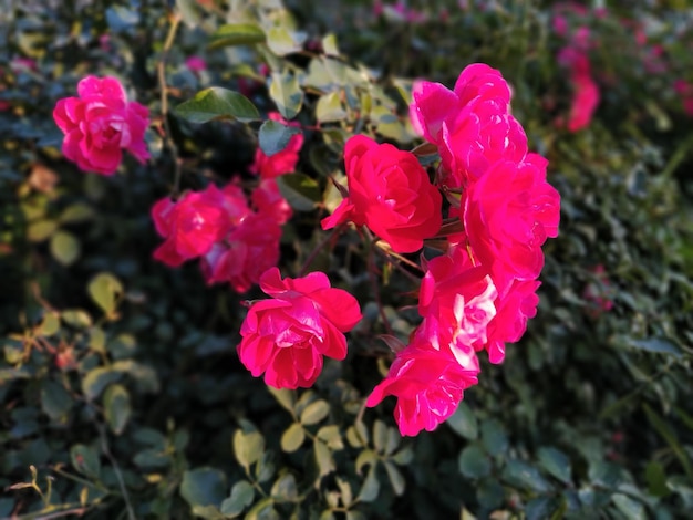 Spray pink roses beautiful delicate flowers of roses on a\
background of green leaves buds and thorns soft lighting soft focus\
greeting card shooting in the golden hour