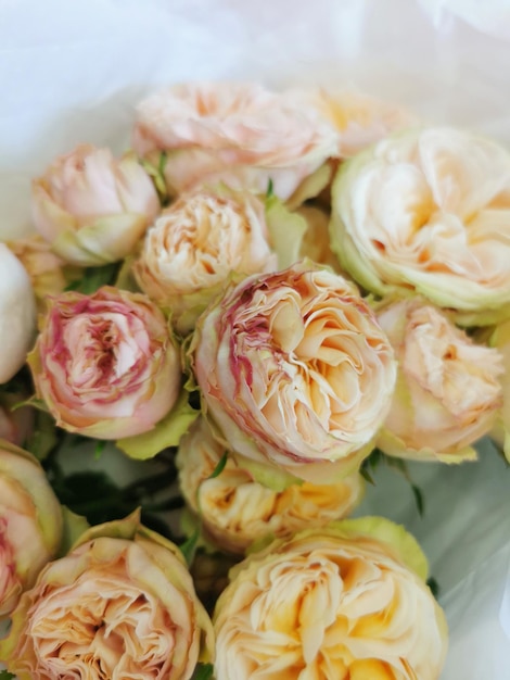 Spray rose closeup Peony soft pink rose