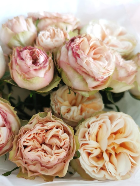 Spray rose closeup Peony soft pink rose