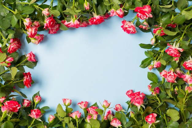 Spray roses frame with free space for text on light blue background desktop. Copy space.