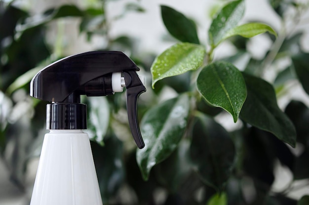 Spray for watering plants on the background of green ficus leaves