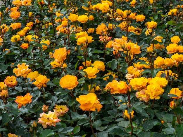 Spray yellow roses in a flowerbed garden.