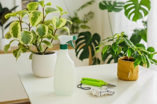 Photo spraying bottle rag and secateurs on the background of houseplants tools for home flowers care