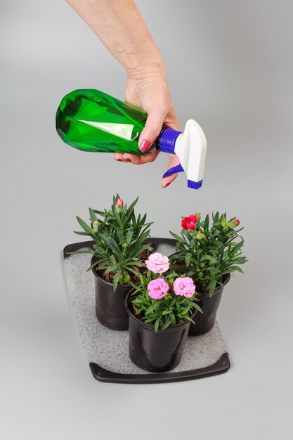 Spraying carnation flowers in pots at home