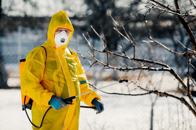 Spraying a fruit tree with an organic pesticide or insecticide in early spring.