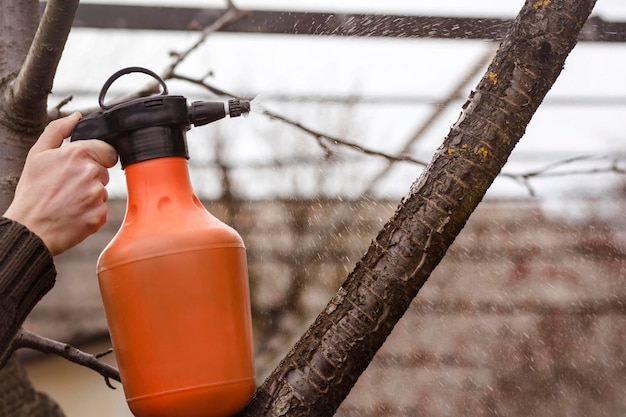 Photo spraying fruit tree with organic pesticide or insecticide in winter or early spring spraing trees