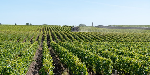 Опрыскивание виноградной лозы в винограднике Medoc Bordeaux во Франции