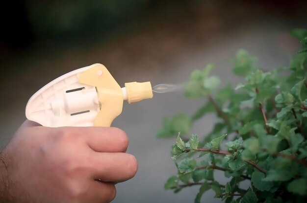 Spraying insecticide in a mint bush
