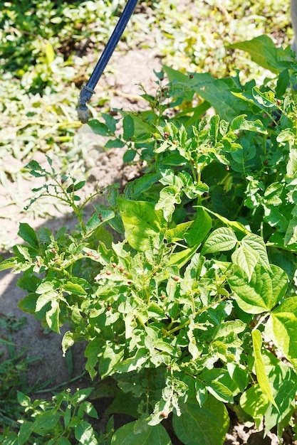 Spraying of pesticide on potato plantation