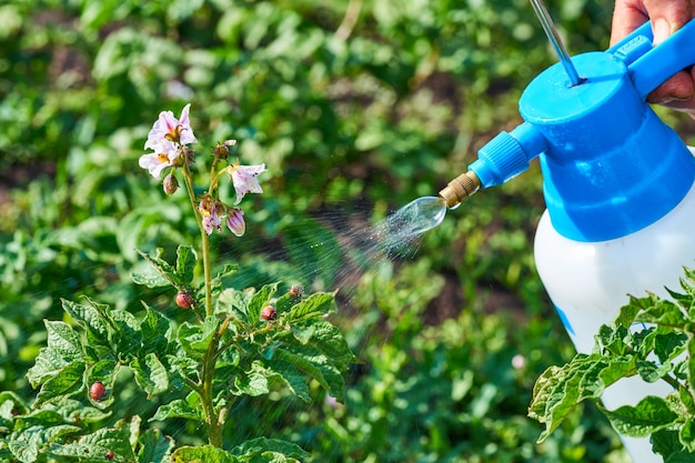 spraying plants against colorado potato beetle. insect pest control in agriculture