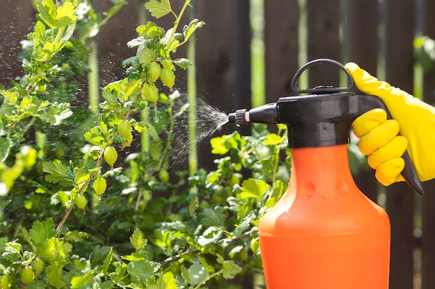 Foto irrorazione di piante di uva spina contro malattie parassiti infezioni fungine mediante flacone spray o irroratore per colture