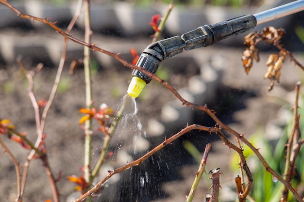 Spraying plants with chemicals and protecting a bush of roses from vermin with pressure sprayer