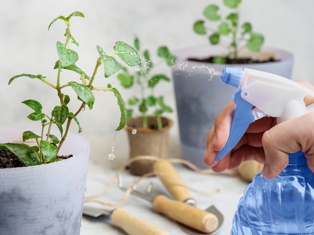 Foto spruzzare piante in vaso con acqua da un flacone spray blu.