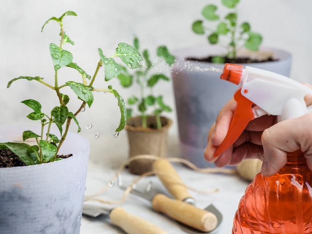 赤いスプレーボトルから鉢植えの植物に水を噴霧します。