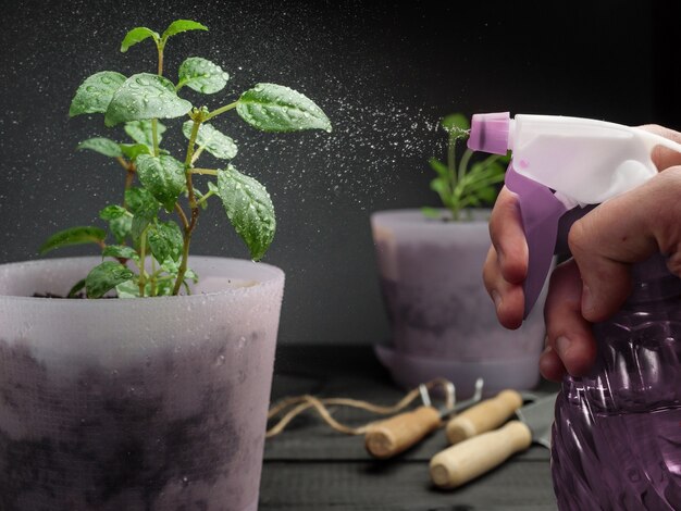 鉢植えの植物にスプレーボトルから水を噴霧する