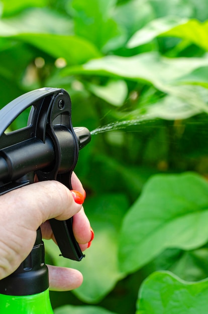 Foto spruzzare verdure e piante da giardino con pesticidi per proteggersi da malattie e parassiti con uno spruzzatore manuale.