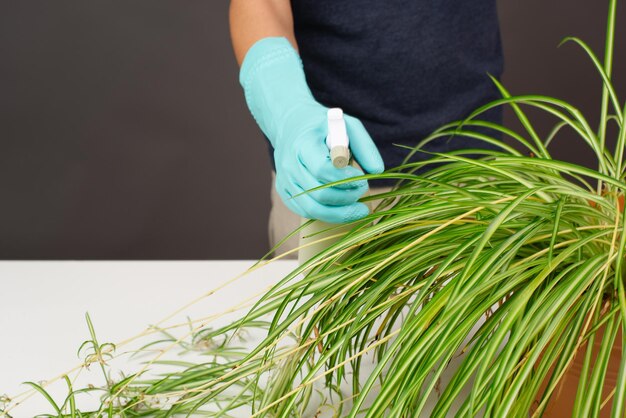 Spraying water on the leaves of a spider plant florist caring for houseplant gardening at home