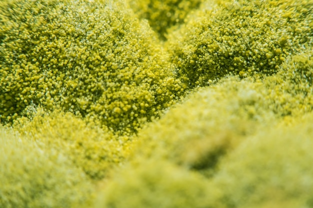 Spread of green fungal mold on spoiled food products macro view